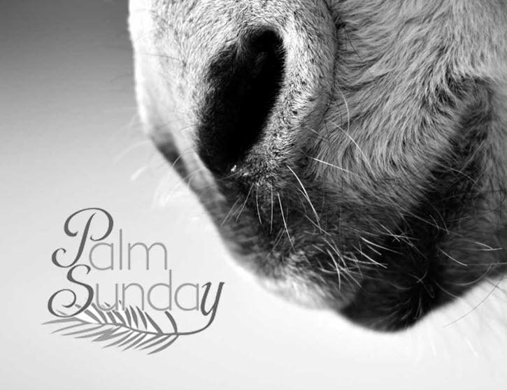 Even our donkey's go to church